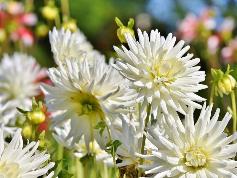 white dahlia flowers