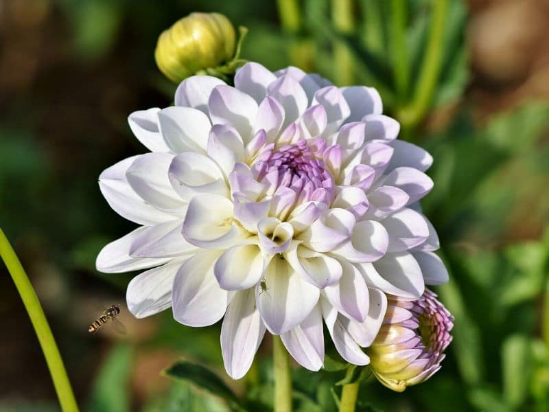 white garden dahlia