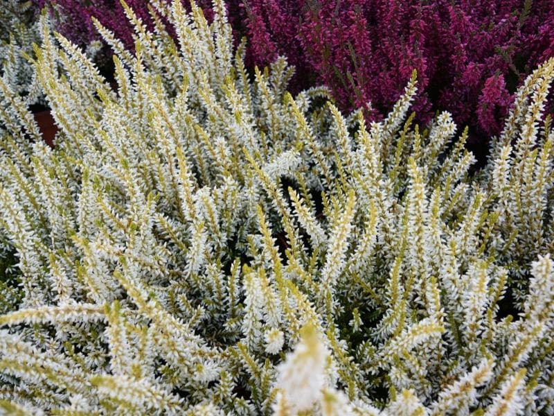 white heather flowers