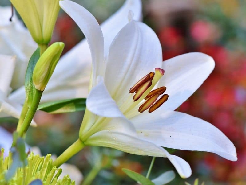 Fascinating Meaning And Symbolism Of Lily Flowers And Colors Florgeous