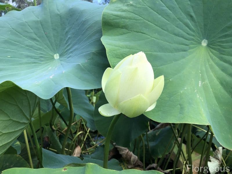 white lotus bud