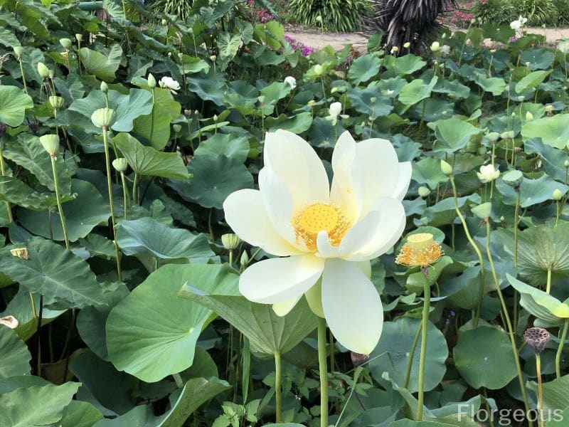 white lotus flower