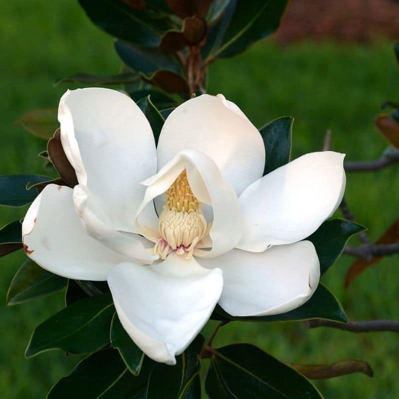 white magnolia