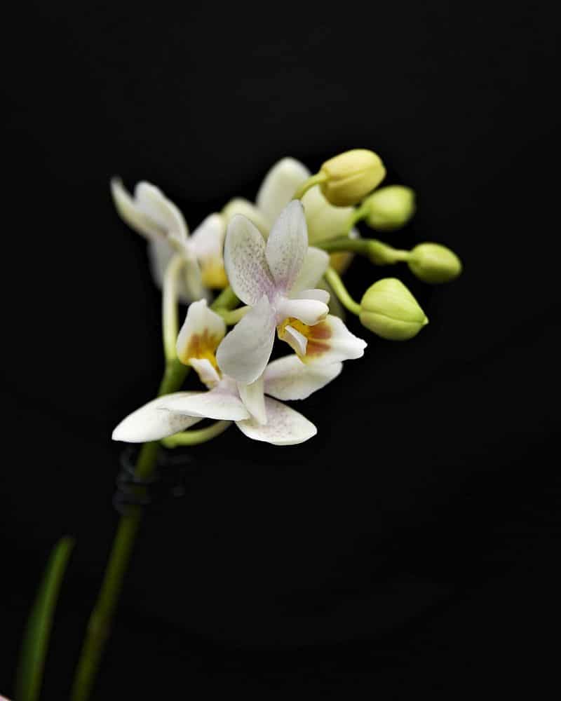 white orchid