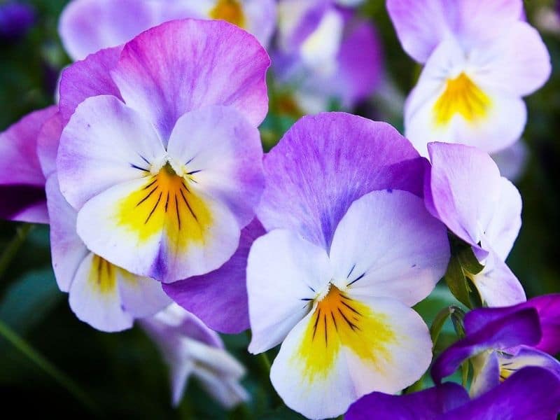 white violet pansy flowers