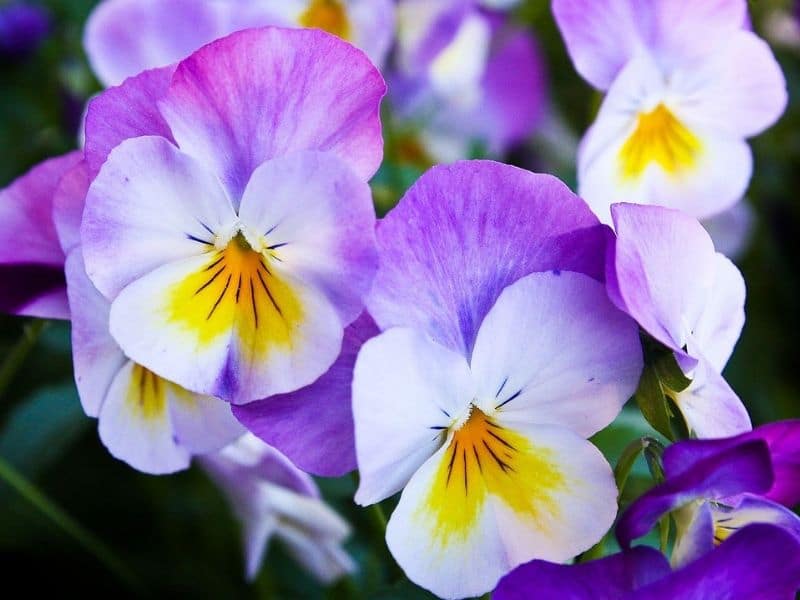 30 Best Flowers That Attract Bees, Butterflies and Pollinators | Florgeous