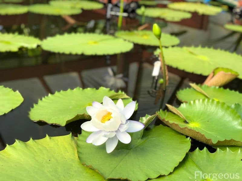 white water lily bulb