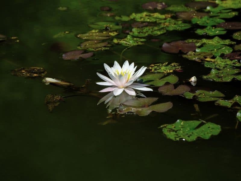 Water Lilies Meaning And Symbolism In Different Cultures Religions Florgeous