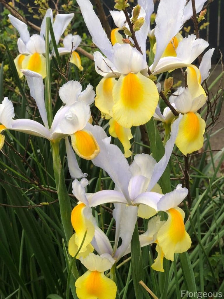 yellow and white iris