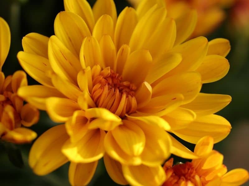 yellow chrysanthemum flowers