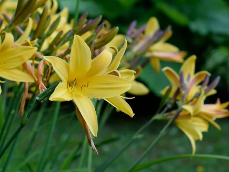 yellow daylilies