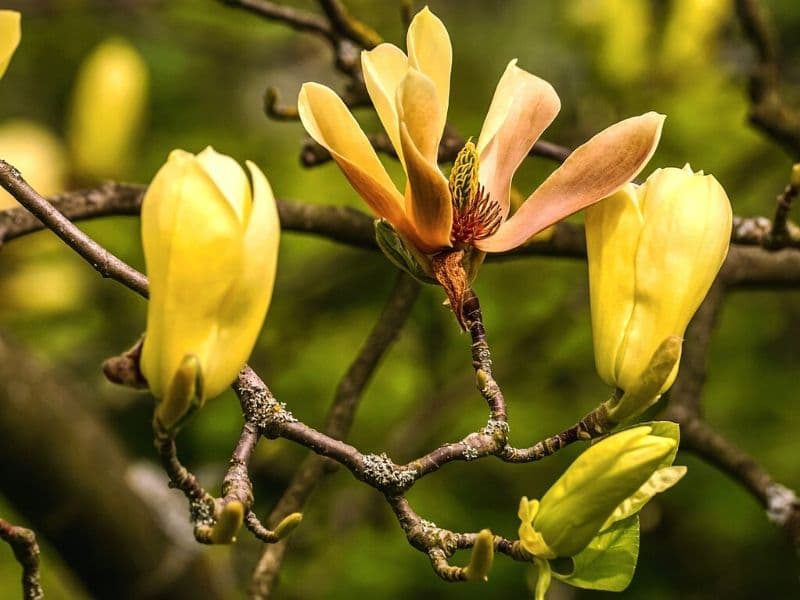 yellow magnolia