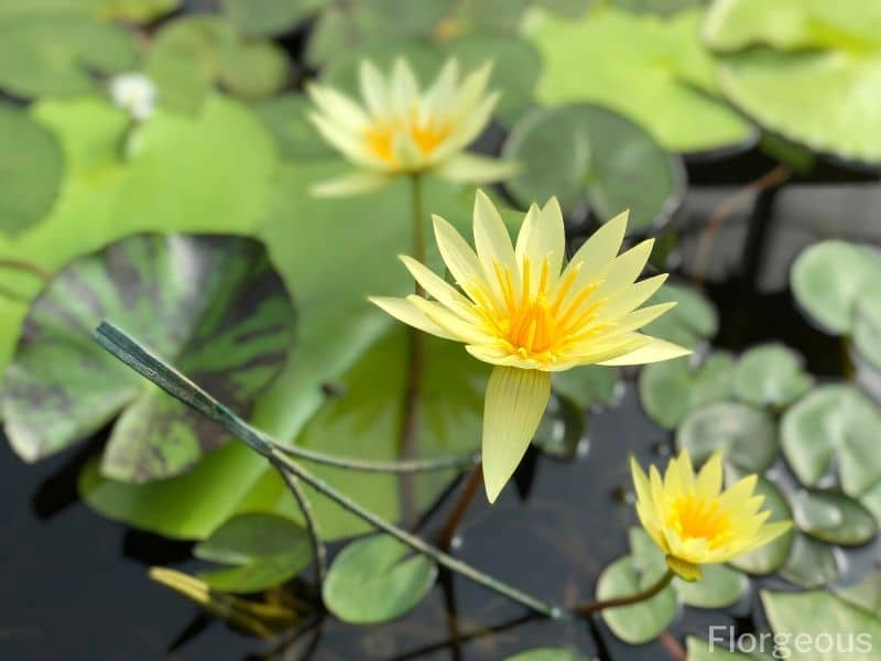 yellow water lilies