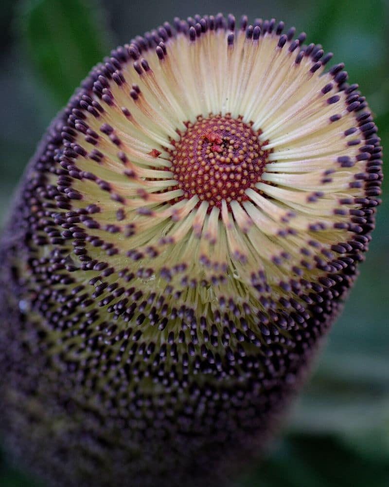 australian native protea