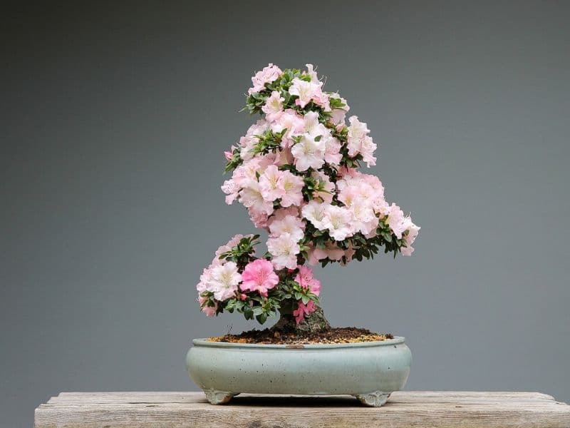 azalea bonsai tree