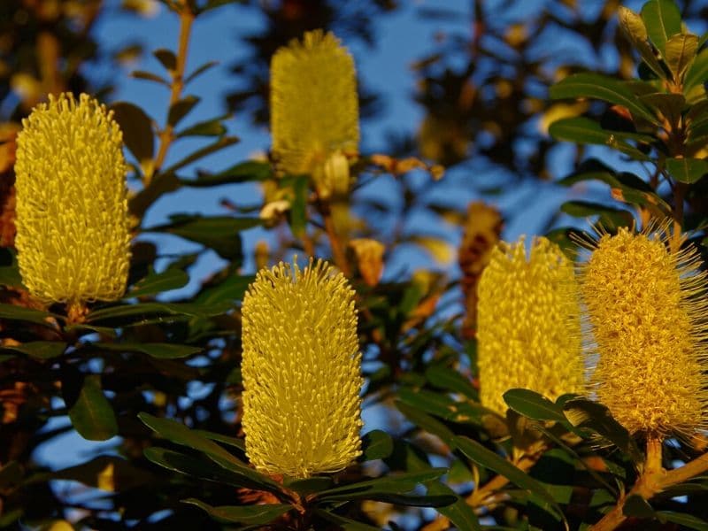 banksia media protea