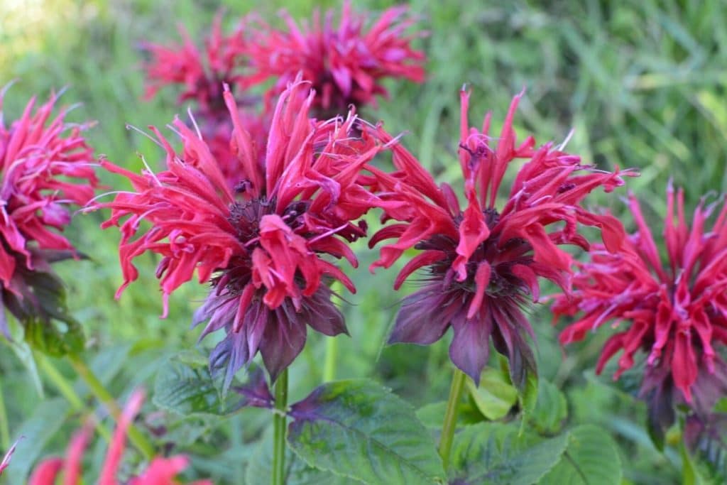 Surprising Meaning And Symbolism Of Bee Balm Flower To Know Florgeous