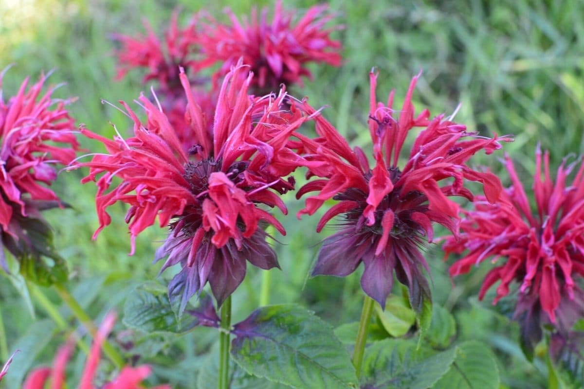Surprising Meaning And Symbolism Of Bee Balm Flower To Know Florgeous