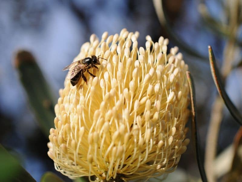 bee banksia protea