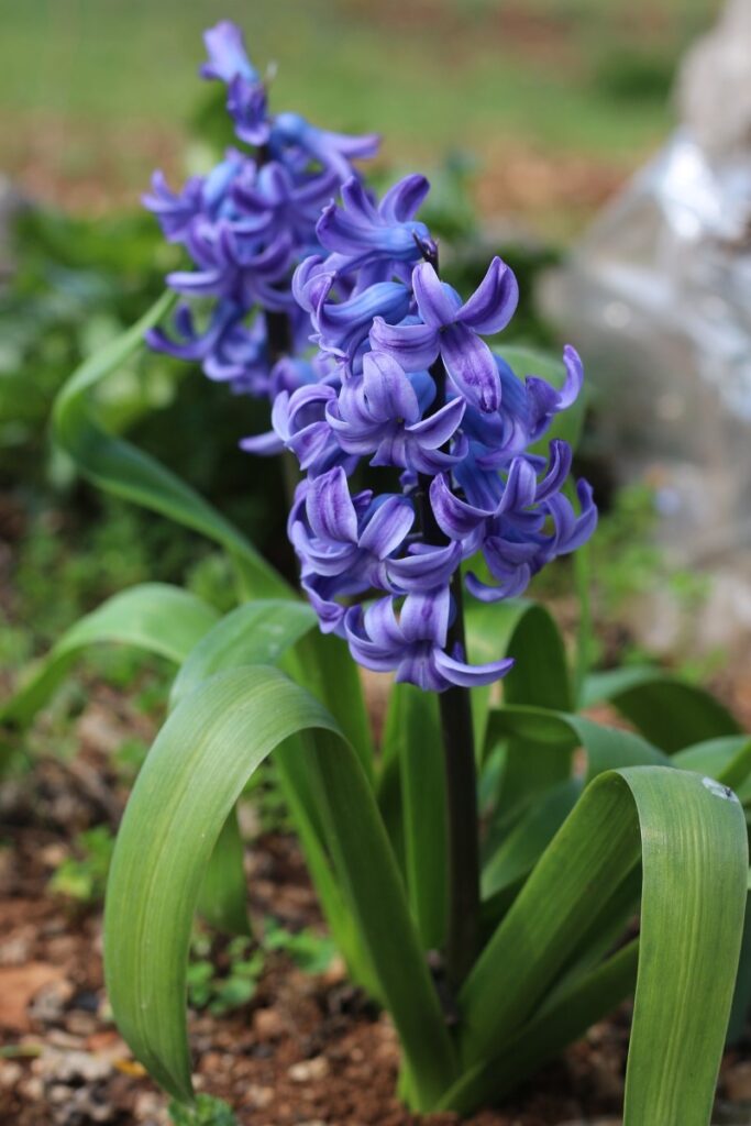 blue hyacinth flowers