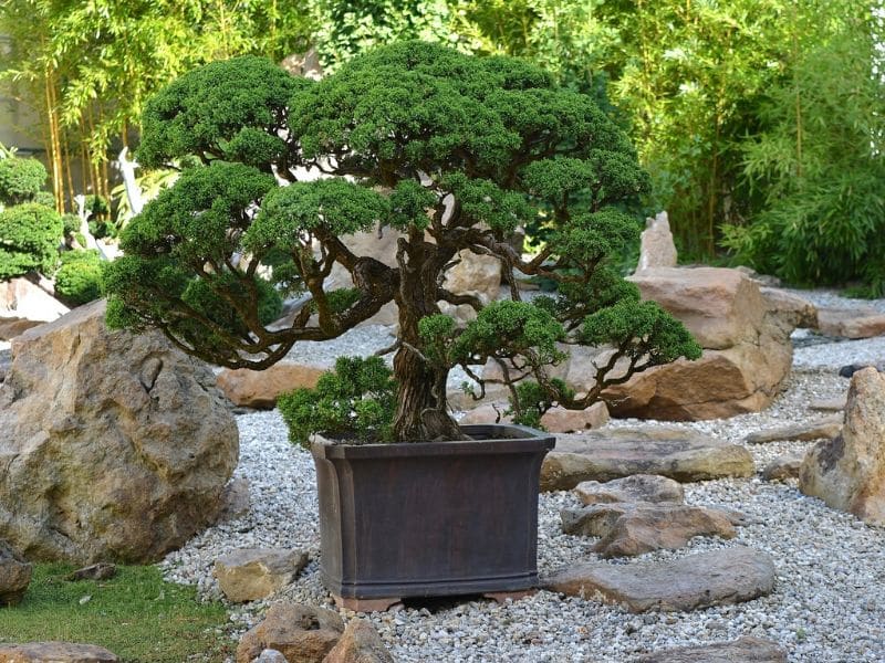 bonsai history