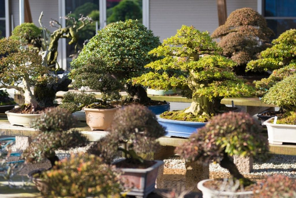 bonsai trees