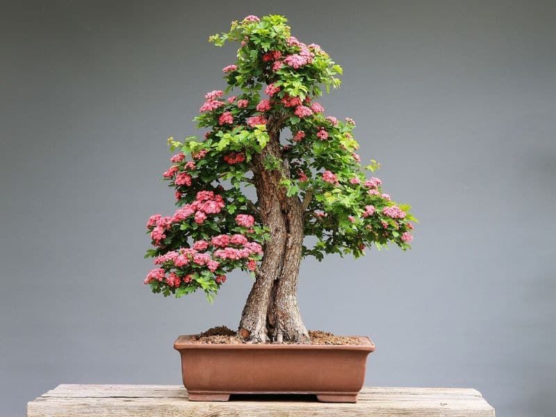 bonsai with flowers