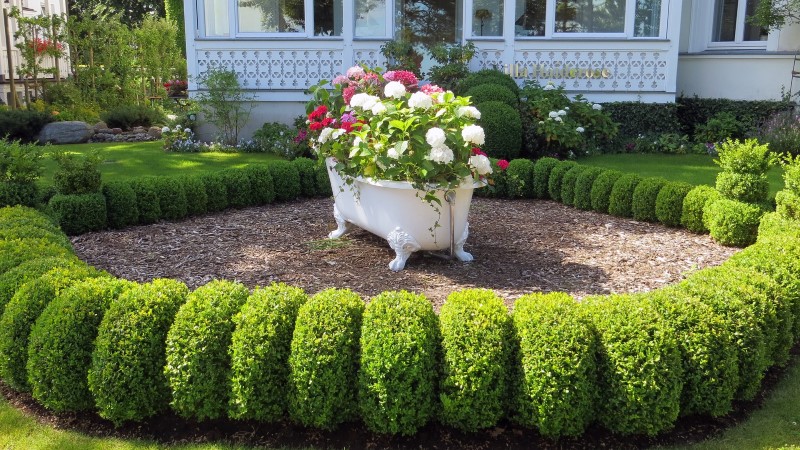 Top 6 Edging Plants To Design Your Perfect Border | Florgeous (2023)