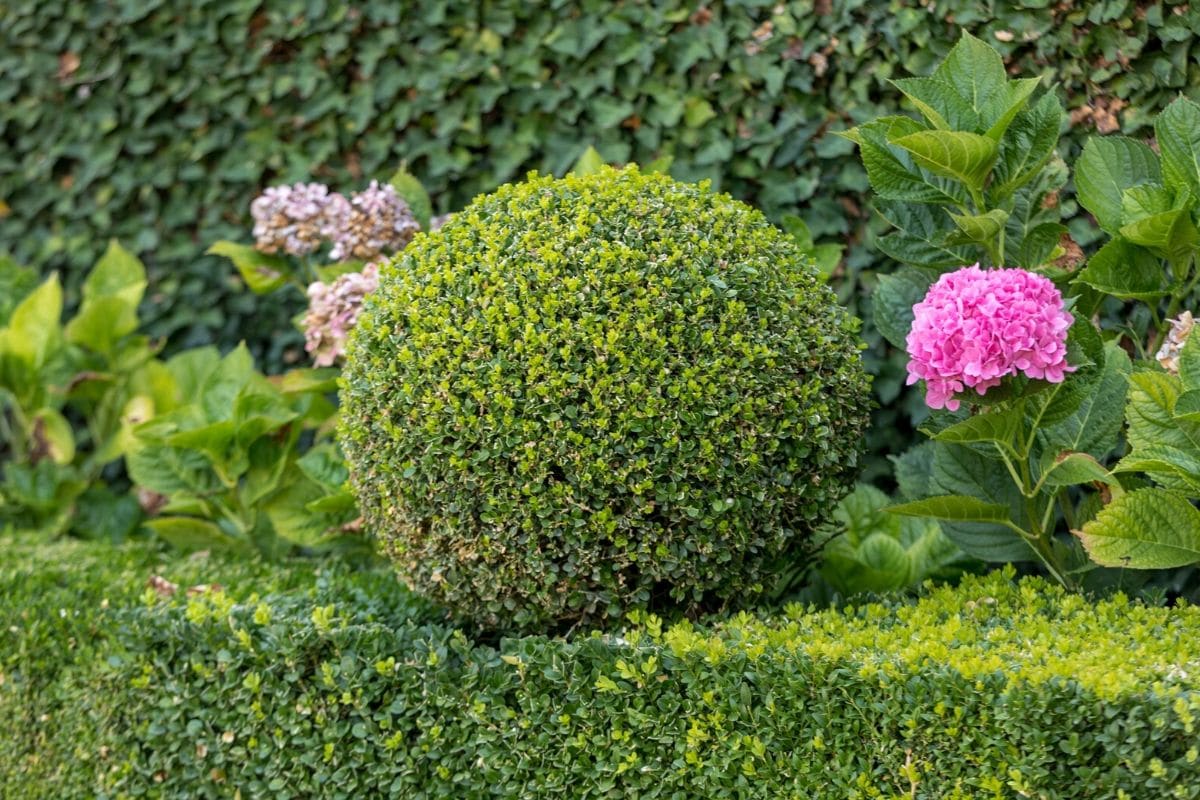 Top 6 Edging Plants To Design Your, Small Border Plants For Landscaping