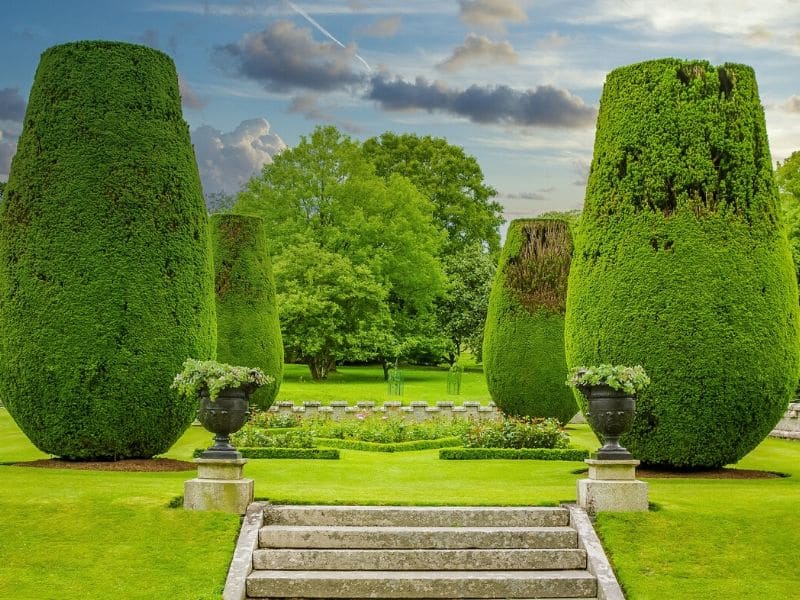 boxwood hedge