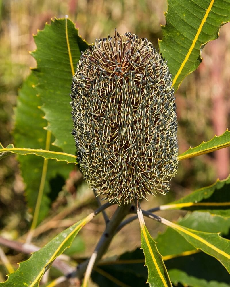 brown protea