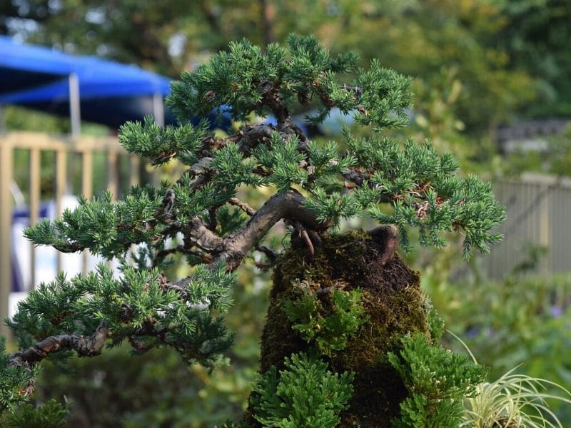 buddhist pine bonsai tree