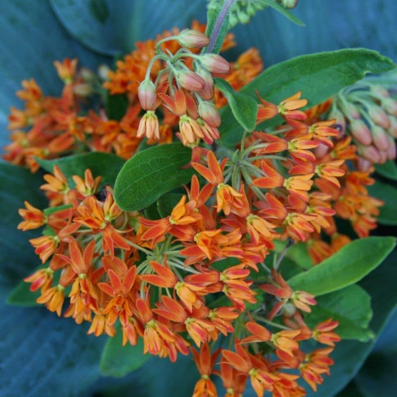 butterfly weed