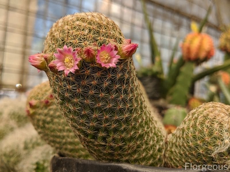 cactus flowers