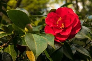 camellia flower meaning