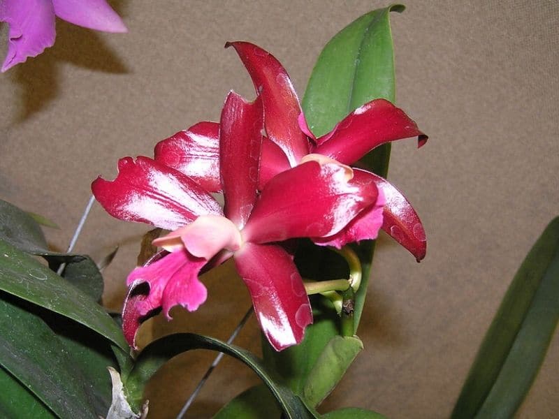 Cattleya bicolor