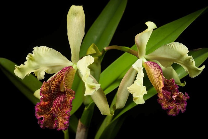 cattleya aurea