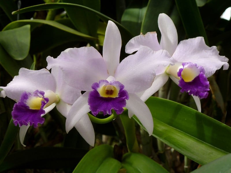 híbridos de cattleya