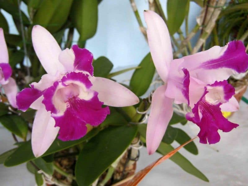 cattleya intermedia