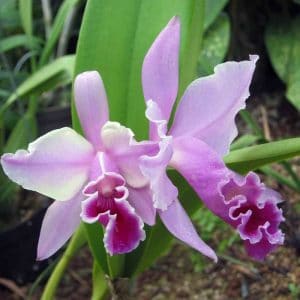 Cattleya Orchids: Different Types, How To Grow And Care | Florgeous