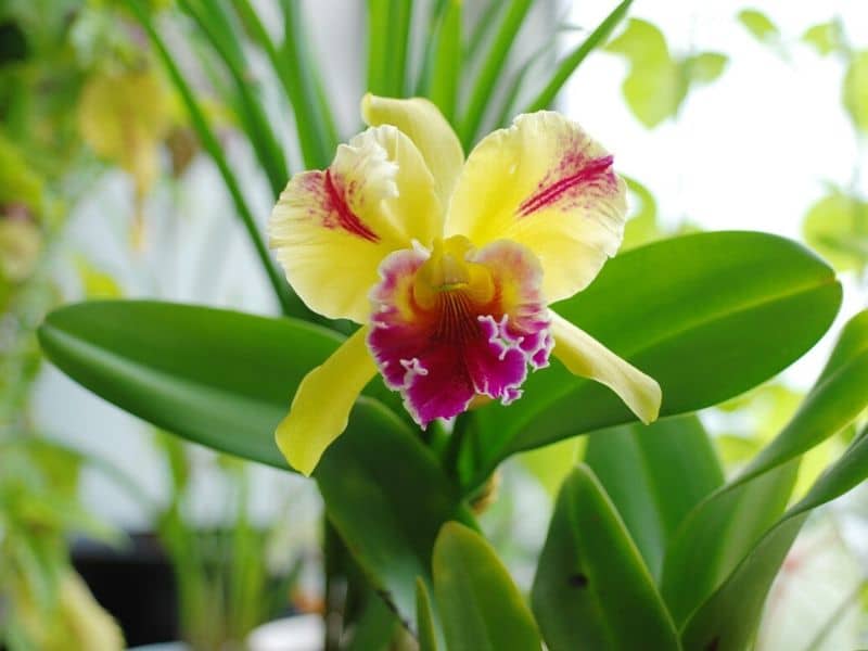 storczyk cattleya