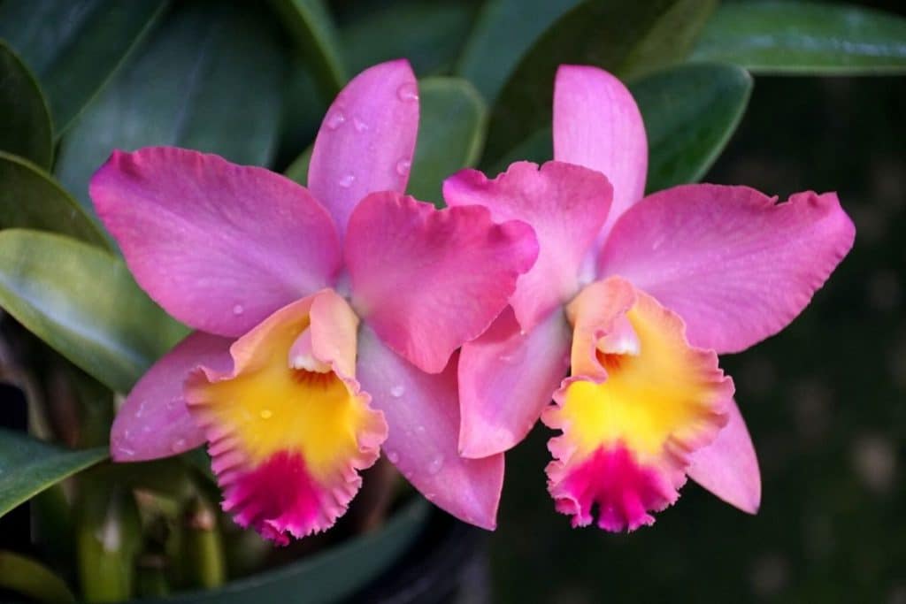 cattleya orchids
