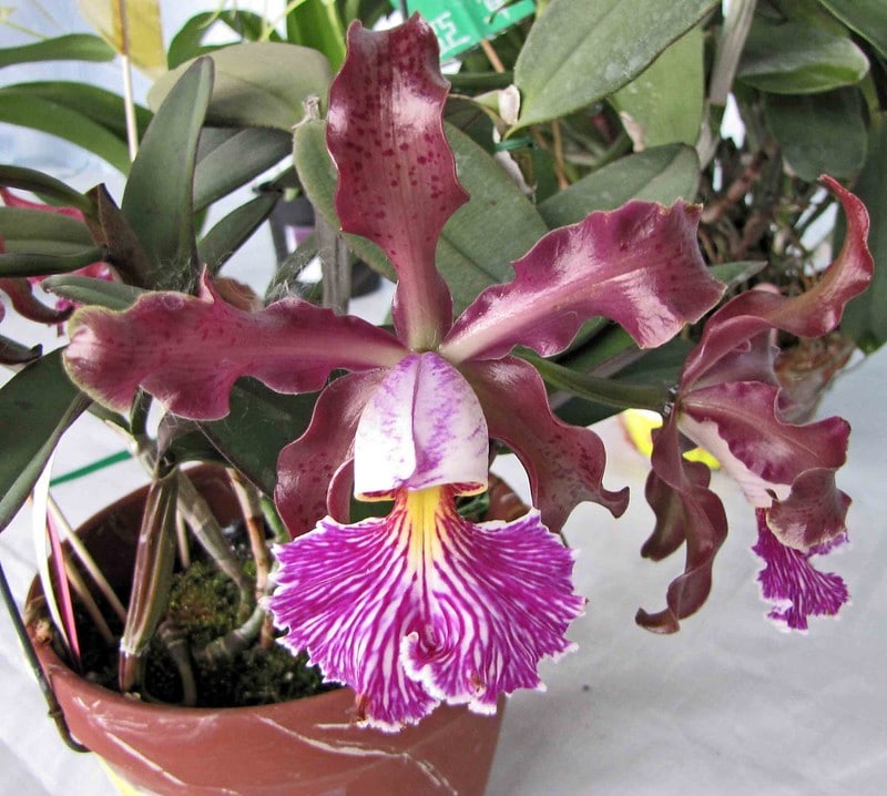 Cattleya schilleriana