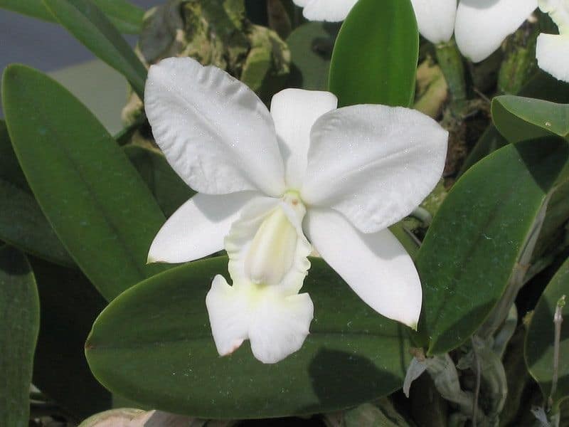 cattleya walkeriana v alba