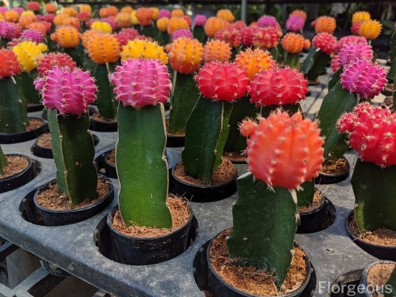 colorful moon cactus