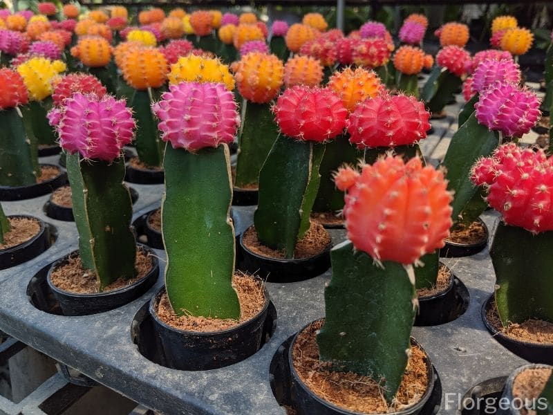 White Moon Cactus 2 Home & Hobby Gardening & Plants Plants etna.com.pe