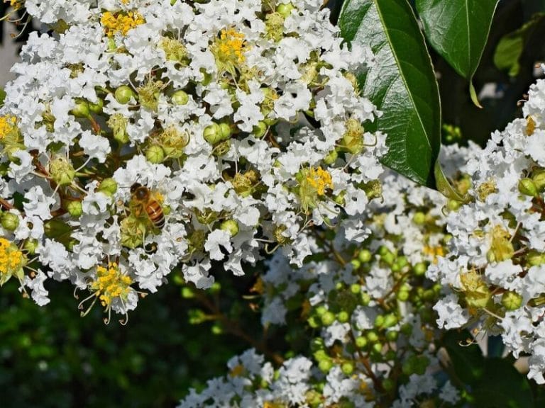 Myrtle Flower Plant Different Types, How To Grow and Care