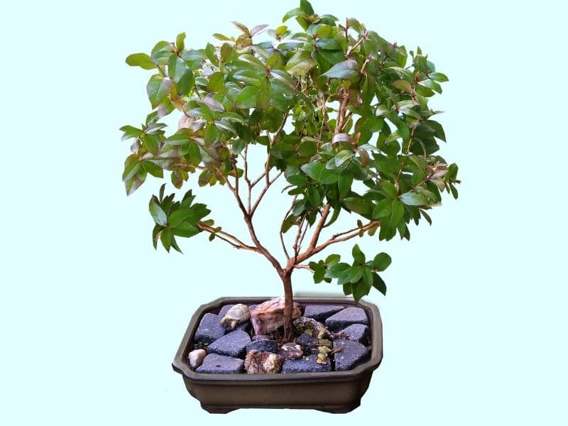 crepe myrtle bonsai tree