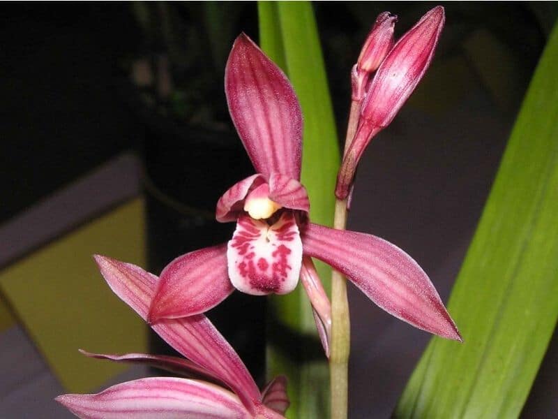 cymbidium ensifolium