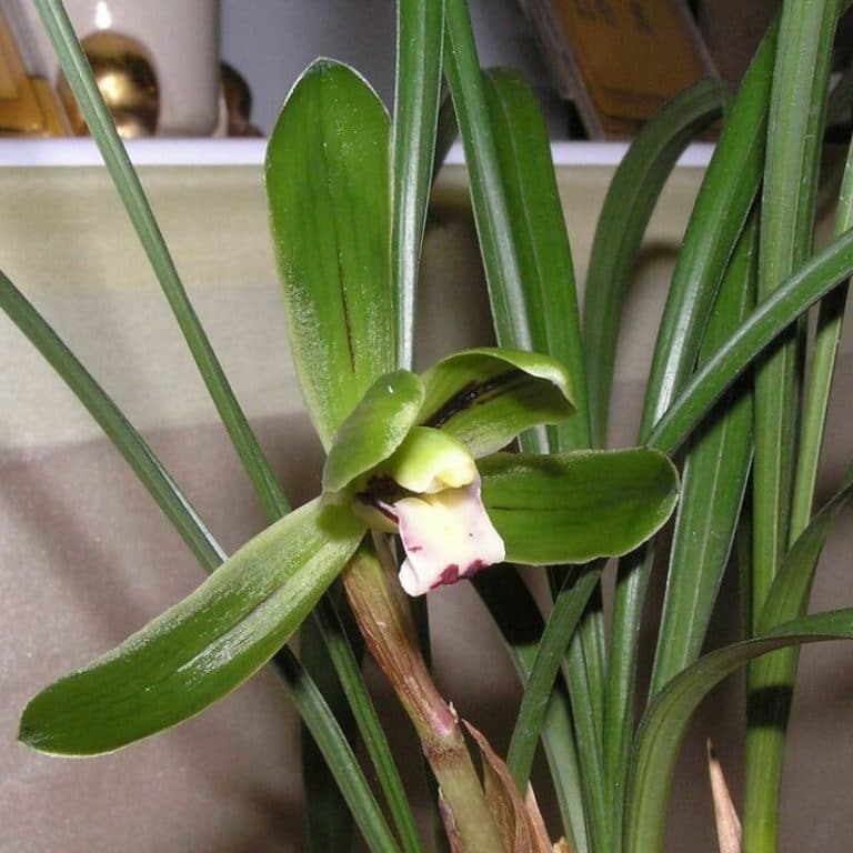 Cymbidium Boat Orchids Types How To Grow And Care Florgeous 